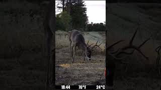 Big rack comment deer wildlife like spypoint hunting deersubscribe shorts shortvideo [upl. by Atika]