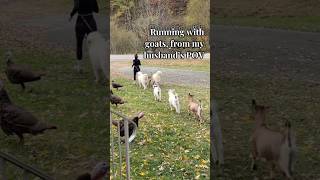 Running with goats from my husband’s POV hobbyfarm goatrunclub rescuedog greatpyrenees [upl. by Collen]