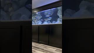 OUR BIGGEST TANK EVER  THE NEW CUSTOM AQUARIUM [upl. by Nirac]