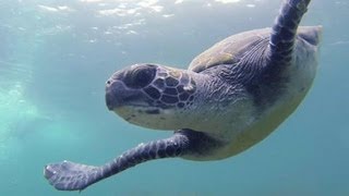 アオウミガメと海中散歩、この夏も 静岡・川奈沖 [upl. by Tibold]