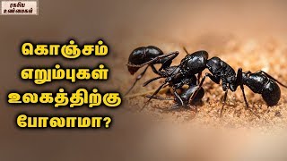 Unknown Facts About Ants  Unknown Facts Tamil [upl. by Odom]