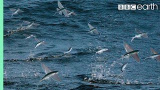 Flying Fish Picked Off From Above And Below  The Hunt  BBC Earth [upl. by Ahsataj]