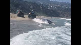 Beached juvenile male fin whale  Torrance Beach  Bluffs Lifeguard Tower California [upl. by Helban587]