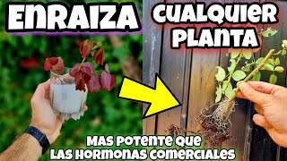 🌿 ENRAIZA cualquier PLANTA con este ENRAIZANTE Casero para RAMAS Esquejes CÍTRICOS o ÁRBOLES [upl. by Rehpotsirhcnhoj]