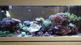 Peninsula Reeftank after 3 Years and 3 Month [upl. by Harrietta]