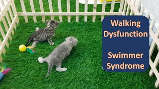 Part 3  SAD NEWS Rescued Kittens with Swimmer Syndrome Diagnosed [upl. by Vala]