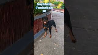 17 months old Swag vh Burrell rottweiler dog shortsvideo shortsdog shorts [upl. by Davidson152]