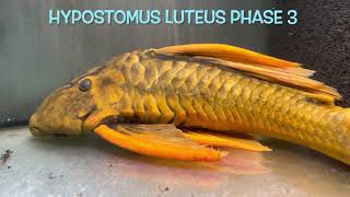 Hypostomus luteus Phase 3 [upl. by Neelyk]