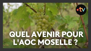 Vignoble  Quel avenir pour lAOC Moselle [upl. by Sire427]