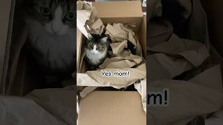 What’s making noises cat cuteanimal catlover cutecat kitten cute funnycats [upl. by Limemann]