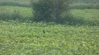 Lesser Florican walking amp jumping [upl. by Theona]