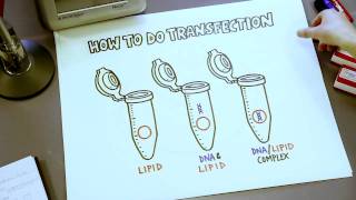 How To Do Transfection Short Overview Illustrated on Bench Paper [upl. by Eugnimod]