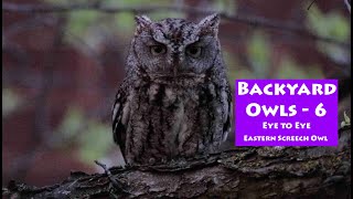 Eye to eye with eastern screech owl Colton and Wyatt Owlets part 6 with Jason George [upl. by Kaczer]