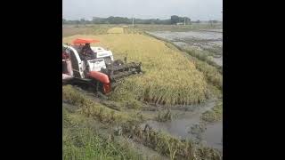 KUBOTA DC 70 plus Combine Harvester [upl. by Sufur]