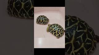 Indian star tortoise pair [upl. by Ahsilac]