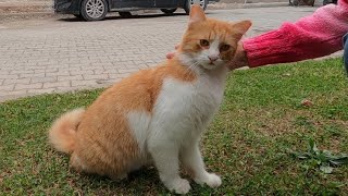 Beautiful cat with fluffy tail is so lovely but so timid [upl. by Nuahc]