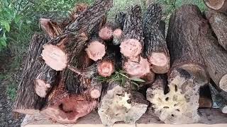 How To Cure Hardwood Naturally [upl. by Habeh]