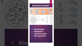 Bacterial Growth [upl. by Vaules]