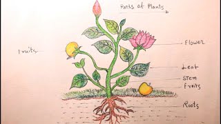 How TO Draw different parts of plantsdraw a plantparts of plant drawing [upl. by Misak]