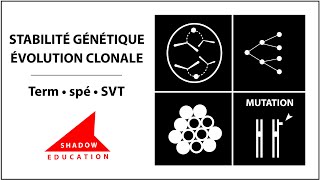 La génétique  Gènes et allèles lexemple des groupes sanguins  SVT  digiSchool [upl. by Ahsekyw]