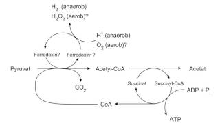 Hydrogenosome [upl. by Phelia]