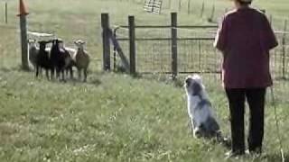 Ella the Australian Shepherd Herding Lesson [upl. by Yerocaj]