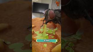 How Flies eats FOOD 🐝  मक्खियाँ आपका खाना कैसे खाती हैं  shorts [upl. by Idnam959]