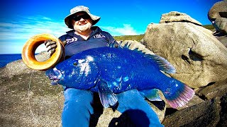 Western Blue Grouper on HANDLINES [upl. by Azeria451]