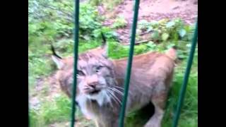 Angry lynx  Lince arrabbiata [upl. by Means]