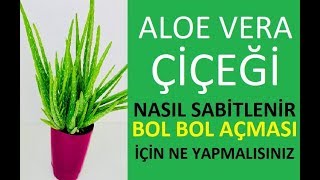 Aloe Vera çiçekleri bolbol açtırma Sallanan aloe vera çiçeğini sabitleme [upl. by Delfeena687]