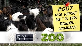 Hoe werkt het in een roedel honden  Syl en ZOO  VLOG 007 [upl. by Esmerolda]