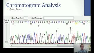 Chromatogram Analysis of 16S Gene after Sanger Sequencing [upl. by Ainar]