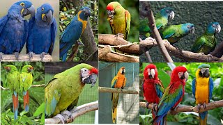 KNOW YOUR MACAWS ALL MACAW TYPES  LIFE SPAN ORIGIN  CONSERVATION STATUS [upl. by Cho]