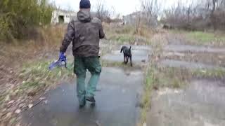 Mantrailing  Black and Tan Coonhound Dog [upl. by Gemperle]