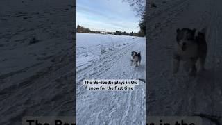 The bordoodle plays in the snow for the first time bordoodle la￼bradoodle puppy [upl. by Skrap693]