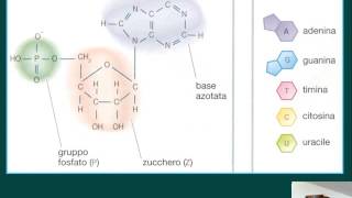 La struttura del DNA HD [upl. by Mihalco643]