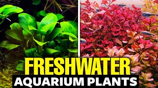 The 30 BEST Freshwater Aquarium Plants [upl. by Bogusz658]