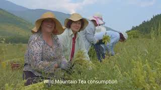 Greek Mountain Tea [upl. by Wehrle]