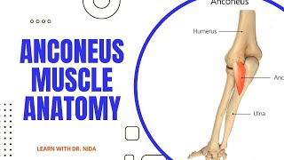 Anconeus Muscle Anatomy  Anatomy Lecture Series [upl. by Pamelina]