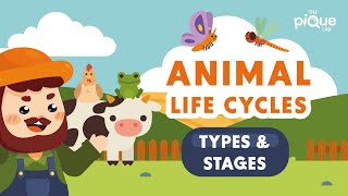 Animal Life Cycle Types and Stages  Primary School Science Animation [upl. by Clive]