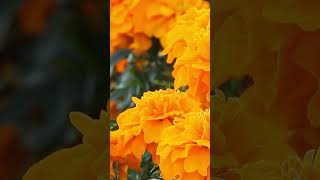 Marigold  Tagetes plantsflowers garden [upl. by Ymmit]