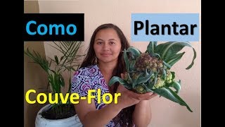 Como Plantar Couve Flor  Veja nossa incrível colheita [upl. by Amadis]