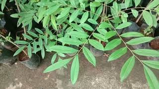 Simarouba glauca Paradisetree Dysenterybark Bitterwood Lakshmi Taru medicinal tree saplings [upl. by Nele919]