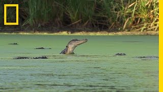 An Alligator’s Gourmet Lunch  Americas National Parks [upl. by Niasuh]