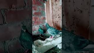 pigeon birds love status kabootar sad [upl. by Arabel]