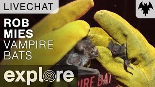 Vampire Bats With Rob Mies  Organization For Bat Conservation  Live Chat [upl. by Marva795]