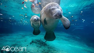 Save the Manatee 4ocean [upl. by Thorbert]