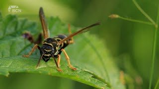 Surge of wasp populations in Alberta  Wednesday September 4 24  Landon Hickok  Bridge City News [upl. by Aplihs]