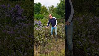 Michaelmas daisies astererigeron foraging herbs gardening permaculture adventure explore [upl. by Akeber]