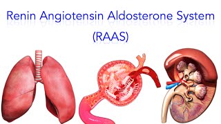 Renin Angiotensin Aldosterone System RAAS  MADE SUPER EASY [upl. by Efeek]